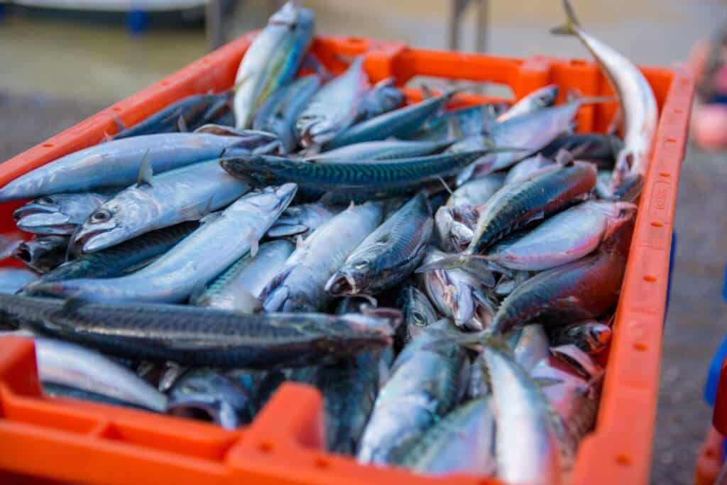 Fiskeri efter makrel - fiskepladser 2020