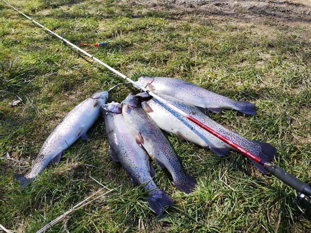 Vælg den rigtige fiskestang til bombarda fiskeri – 10 gode fiskestænger