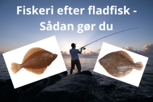 fladfisk arter fiskeri sæson