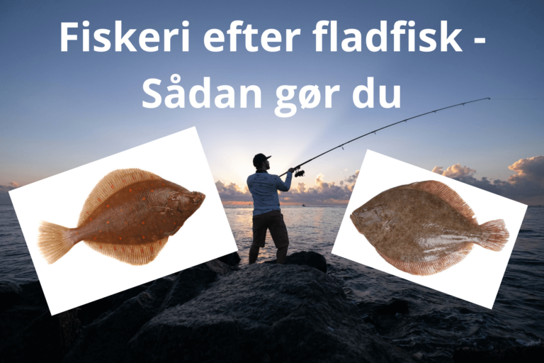 Fang en fladfisk -Stor guide om fiskeri efter fladfisk (2023)