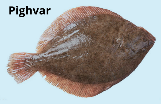 Pighvar Fishmania
